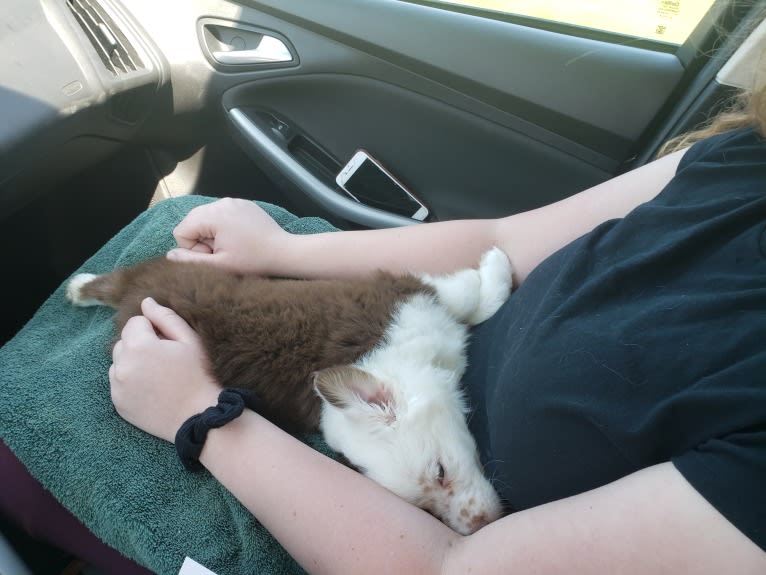 Berlin, an Australian Shepherd tested with EmbarkVet.com