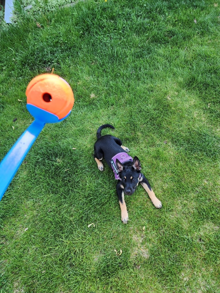 Tali'Zorah, an Australian Cattle Dog and Siberian Husky mix tested with EmbarkVet.com