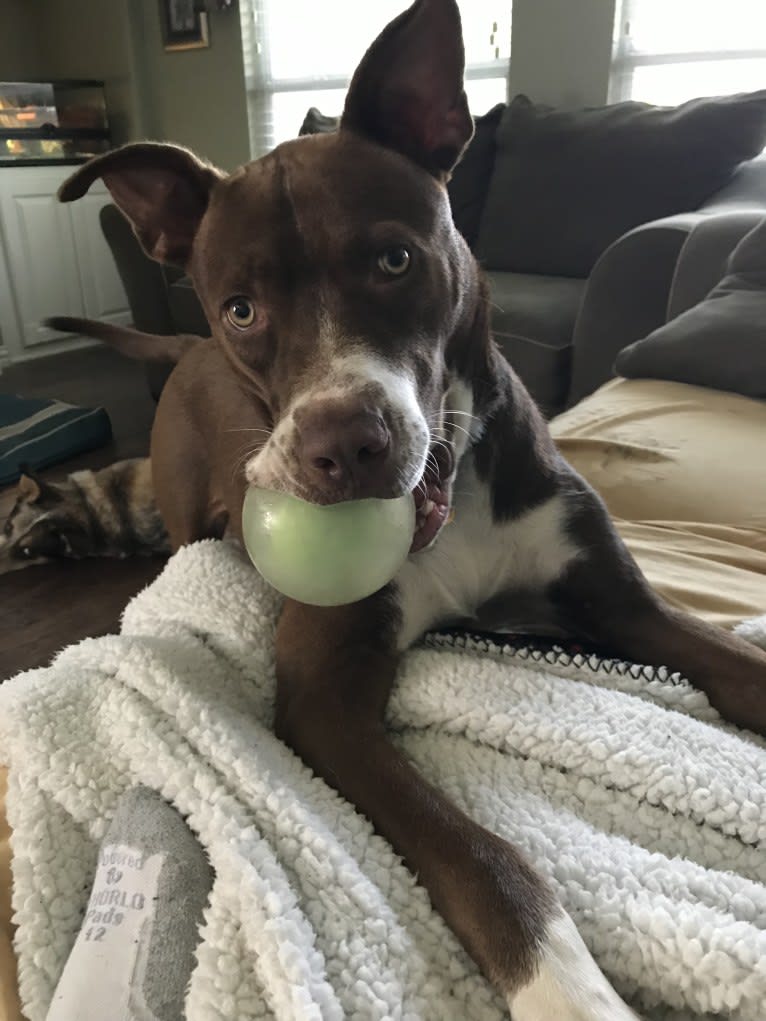 Symba, an American Pit Bull Terrier and Alaskan Malamute mix tested with EmbarkVet.com