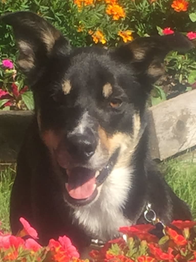 Ollie, a Border Collie tested with EmbarkVet.com