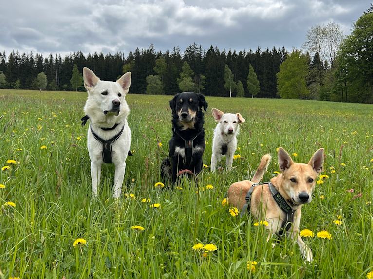 Calaf Storytelling, a Canaan Dog tested with EmbarkVet.com