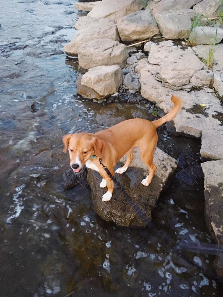 Hattie, a Boxer and American Pit Bull Terrier mix tested with EmbarkVet.com