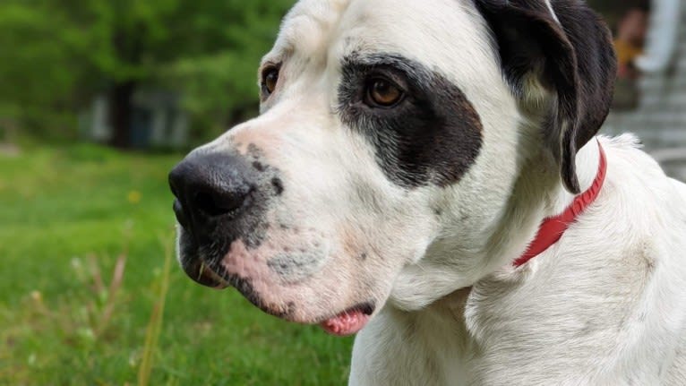 Charlie Boy, a Saint Bernard and American Pit Bull Terrier mix tested with EmbarkVet.com