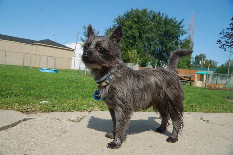 Francie, a Cairn Terrier and Yorkshire Terrier mix tested with EmbarkVet.com