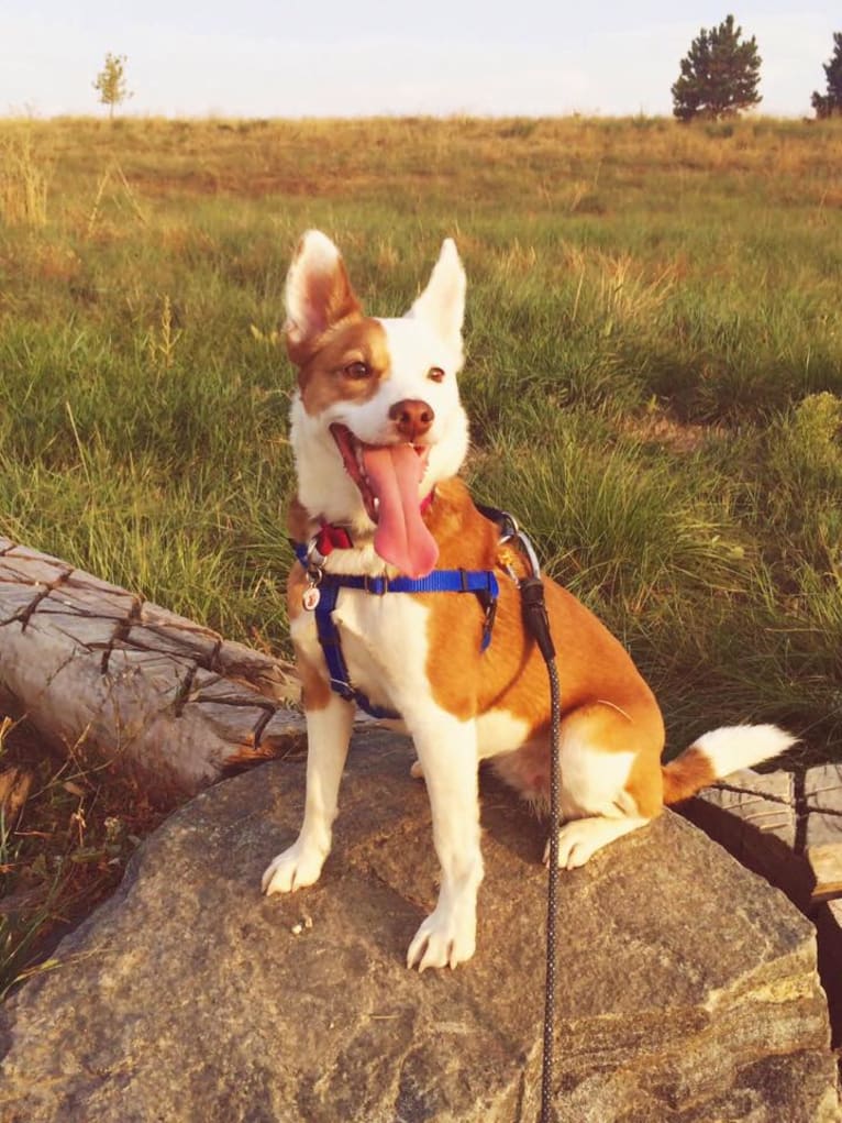 Ruby, a Rat Terrier and Border Collie mix tested with EmbarkVet.com