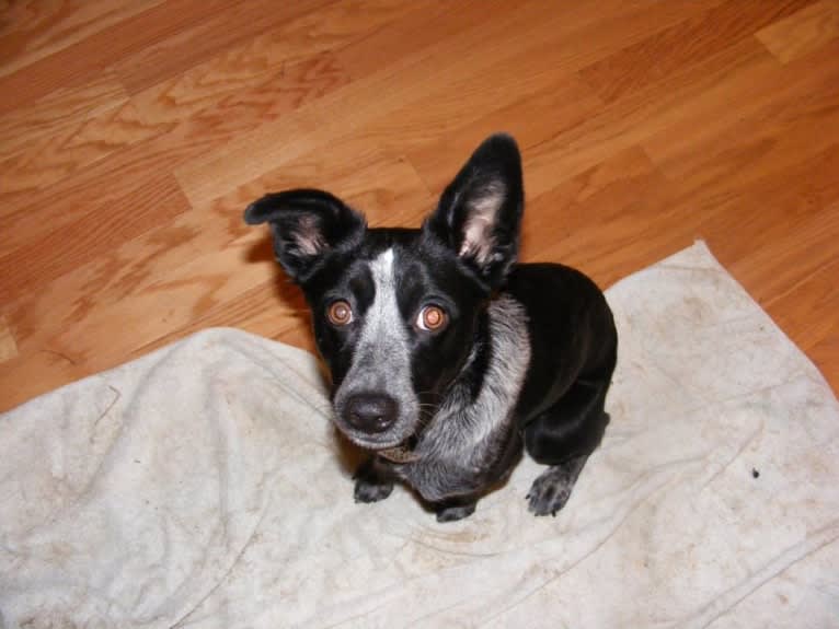 Mist, an Australian Cattle Dog and Australian Shepherd mix tested with EmbarkVet.com