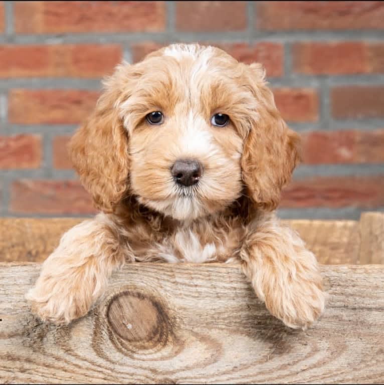 Qwinty, a Poodle (Small) and Poodle (Standard) mix tested with EmbarkVet.com