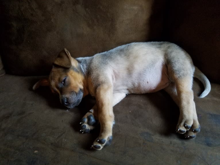 Tulsa Bleu, an Australian Cattle Dog and American Pit Bull Terrier mix tested with EmbarkVet.com