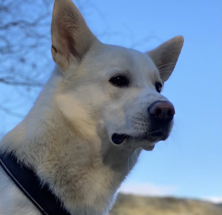 Calaf Storytelling, a Canaan Dog tested with EmbarkVet.com