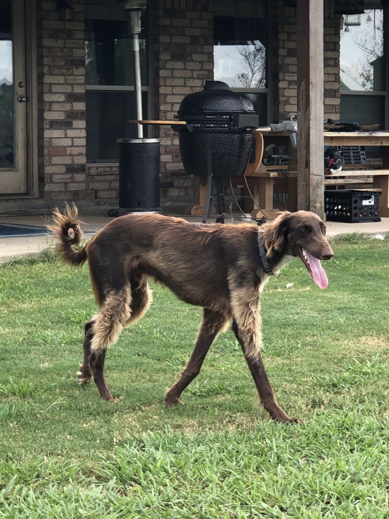 Rigel, a Saluki and Poodle (Standard) mix tested with EmbarkVet.com