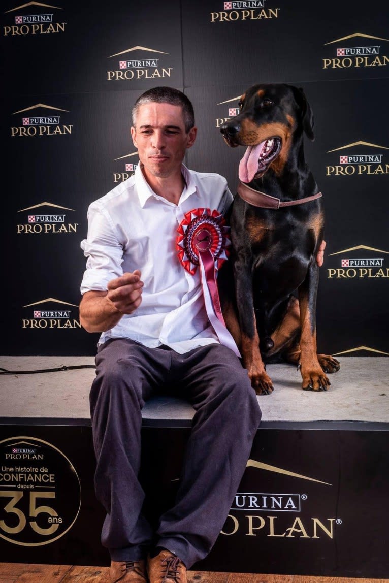 Pacha Kamaq of Dark Ancestor, a Doberman Pinscher tested with EmbarkVet.com