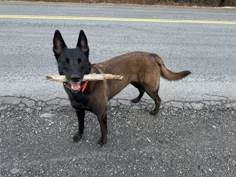 Bran, a Belgian Shepherd tested with EmbarkVet.com
