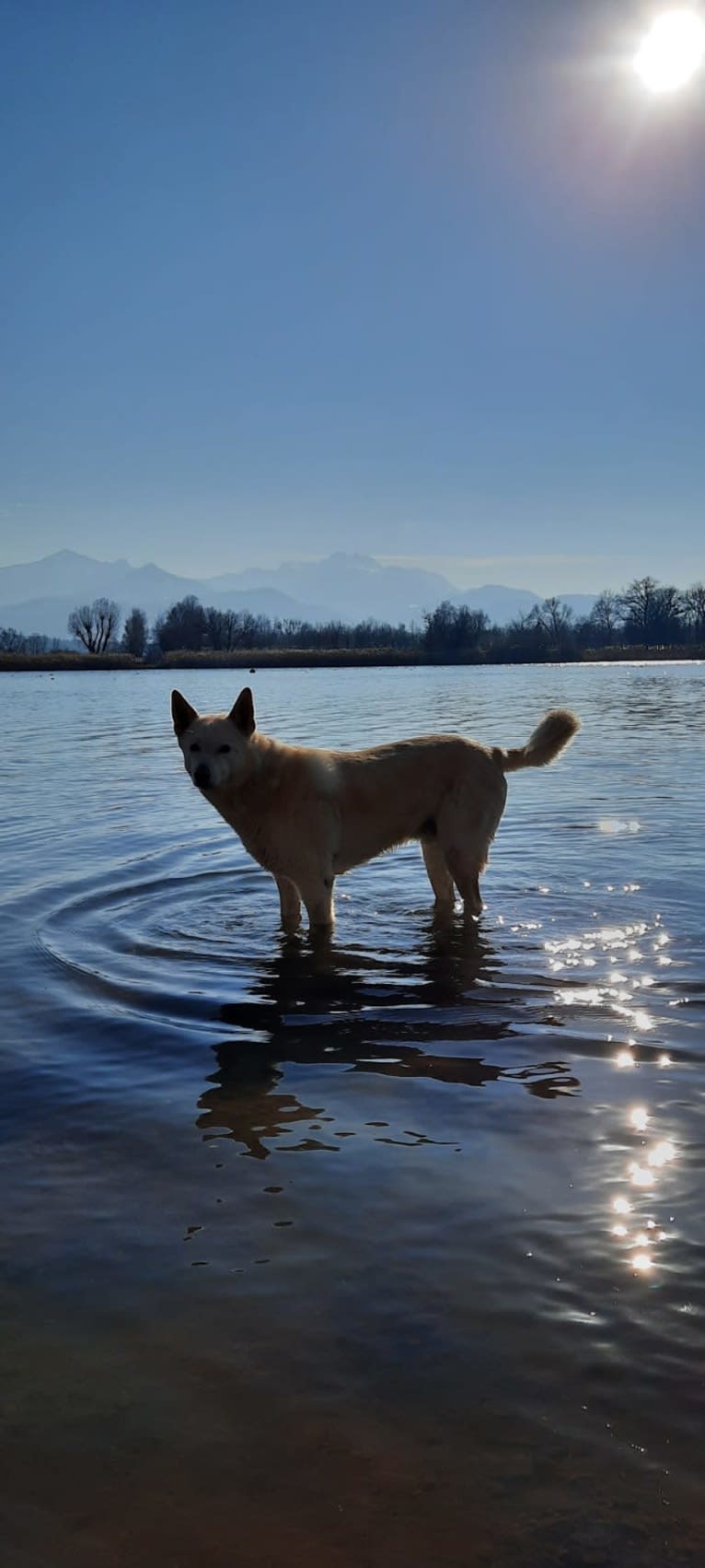 Widu, a Canaan Dog tested with EmbarkVet.com