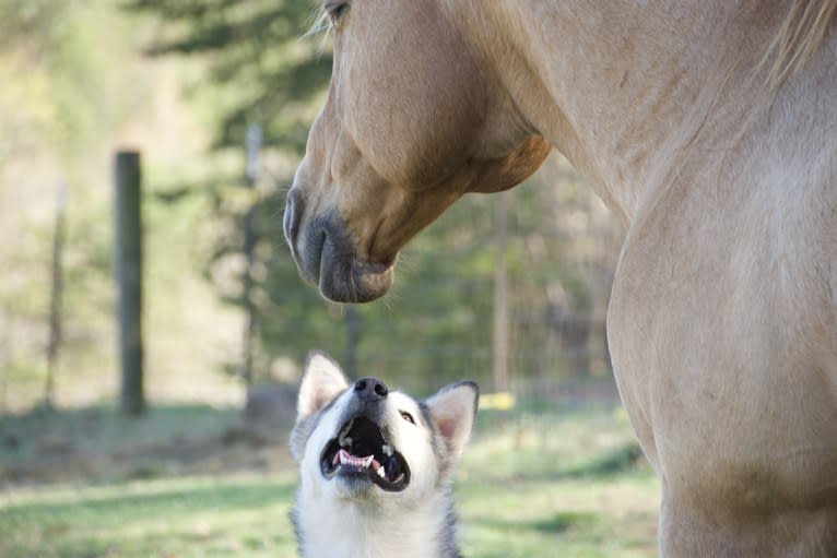 Miya, an Alaskan Malamute tested with EmbarkVet.com