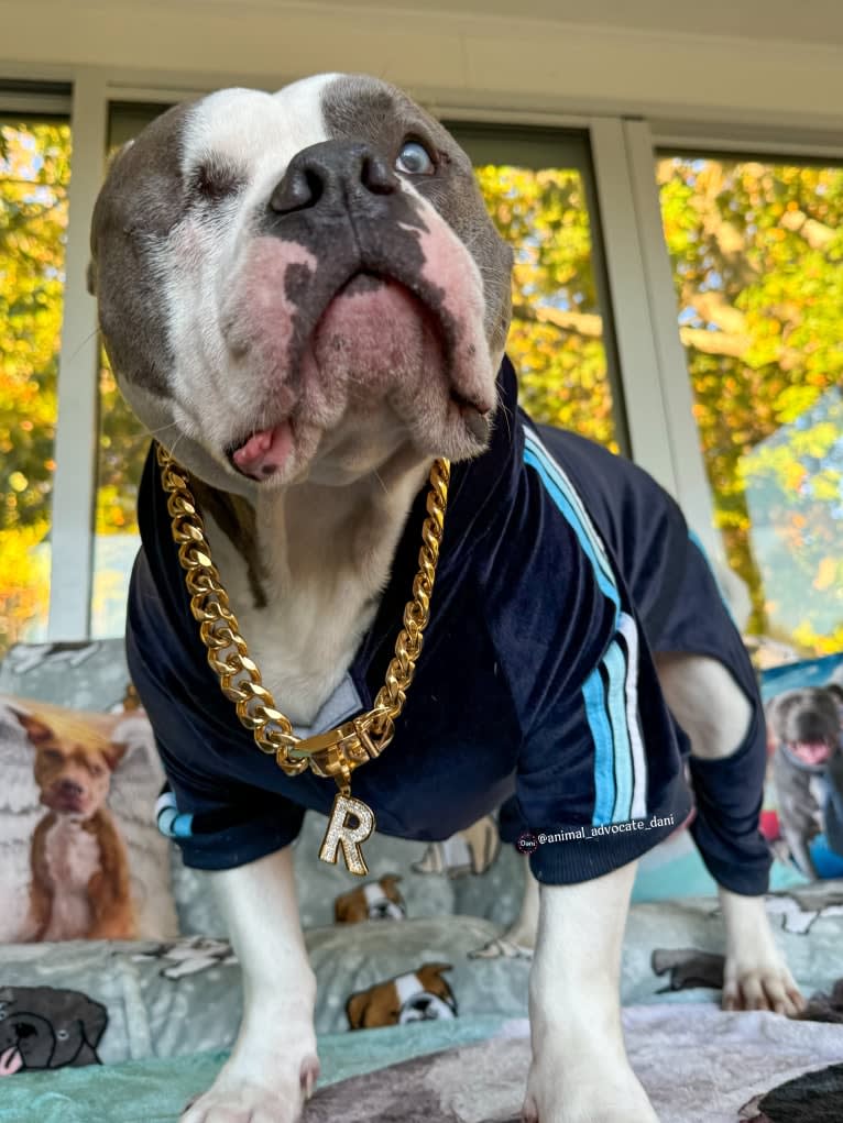 Rhino, an American Bully and Bulldog mix tested with EmbarkVet.com