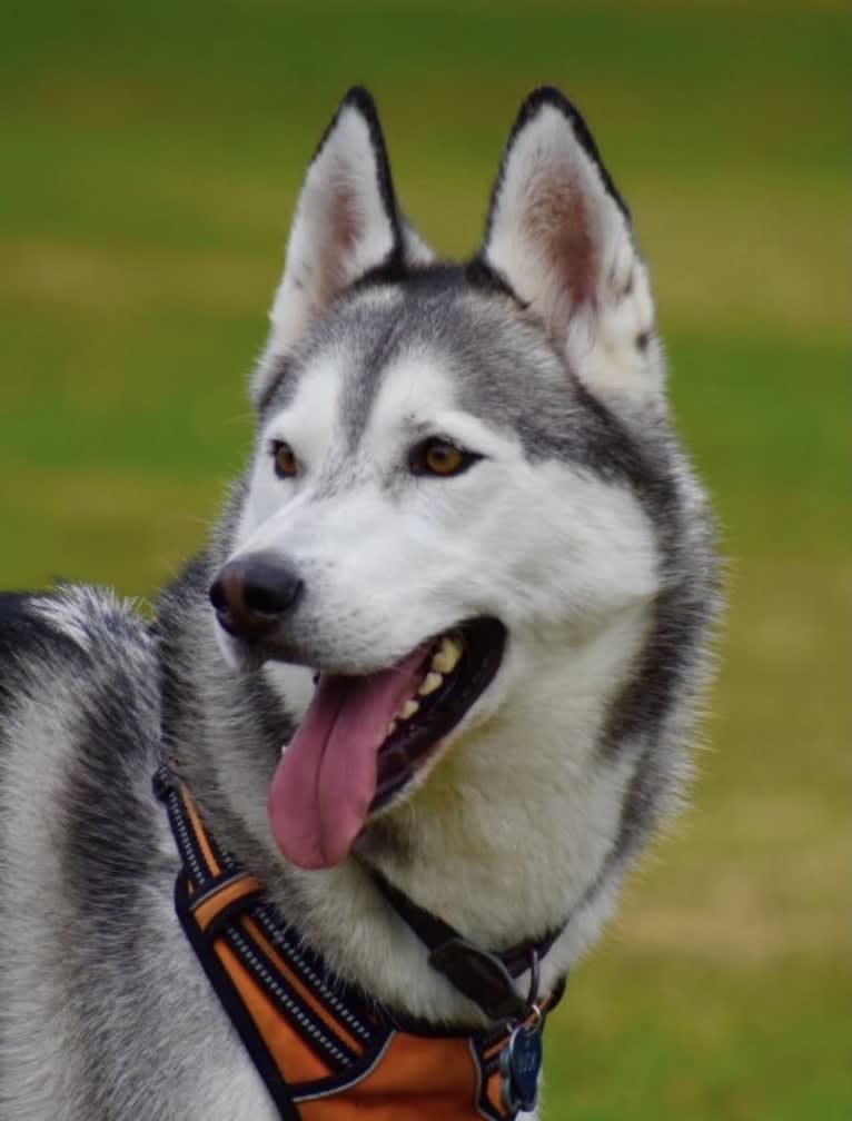 Buck, a Siberian Husky and German Shepherd Dog mix tested with EmbarkVet.com