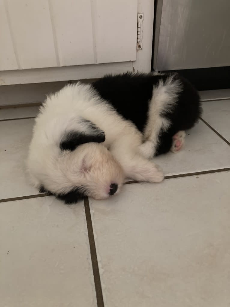 Indy, an Old English Sheepdog tested with EmbarkVet.com