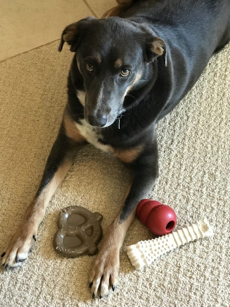 Hudson, a Catahoula Leopard Dog and German Shepherd Dog mix tested with EmbarkVet.com