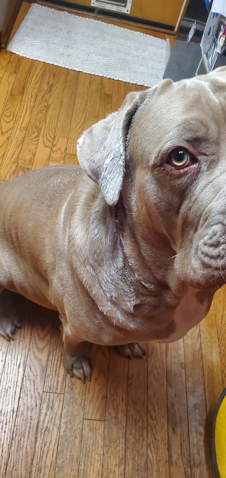 Garm, a Neapolitan Mastiff and Cane Corso mix tested with EmbarkVet.com