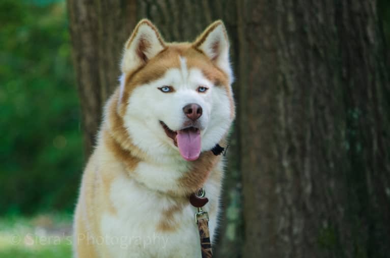 Buck, a Siberian Husky tested with EmbarkVet.com