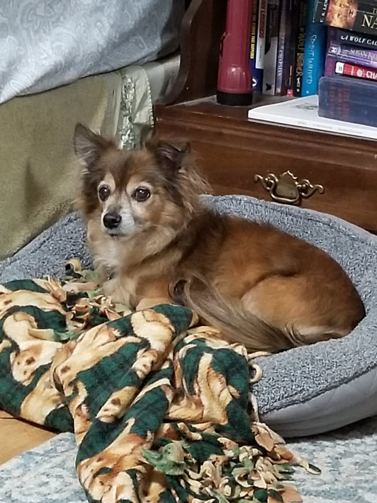 Max, a Chihuahua tested with EmbarkVet.com