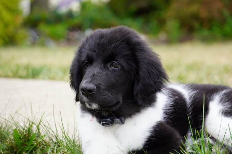 Iris, a Newfoundland tested with EmbarkVet.com