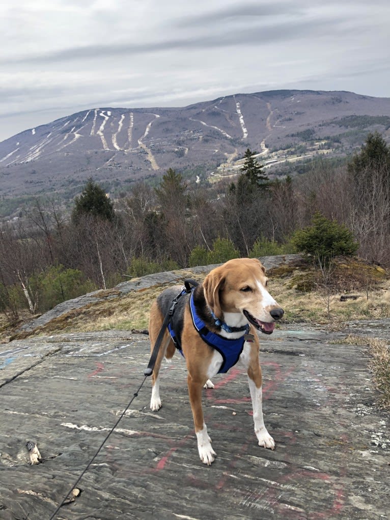 Max, an American Foxhound tested with EmbarkVet.com