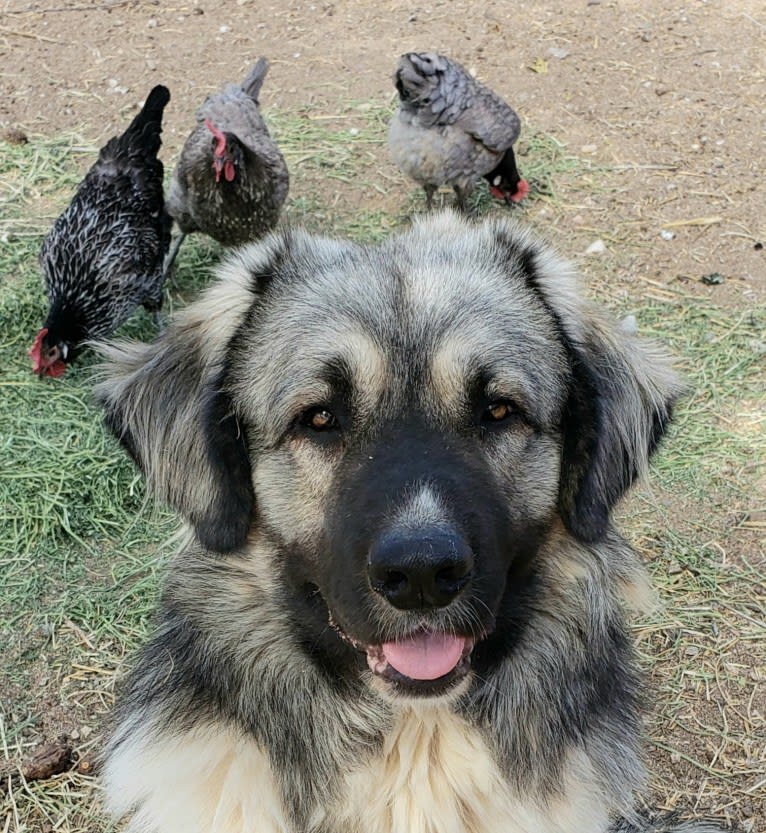 Vladimir, a Caucasian Ovcharka tested with EmbarkVet.com
