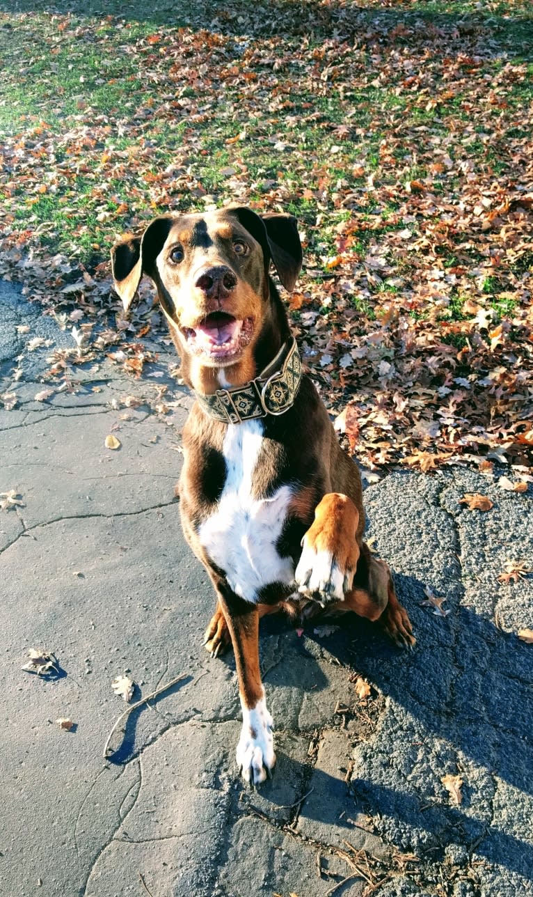 Wally, a Doberman Pinscher and Siberian Husky mix tested with EmbarkVet.com