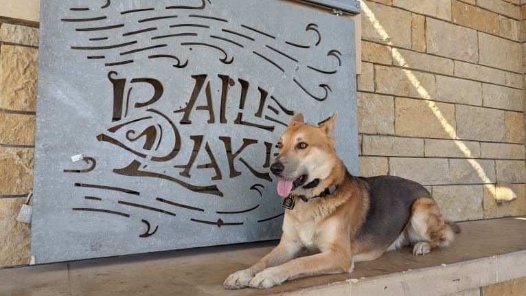 Loki, a Gerberian Shepsky tested with EmbarkVet.com