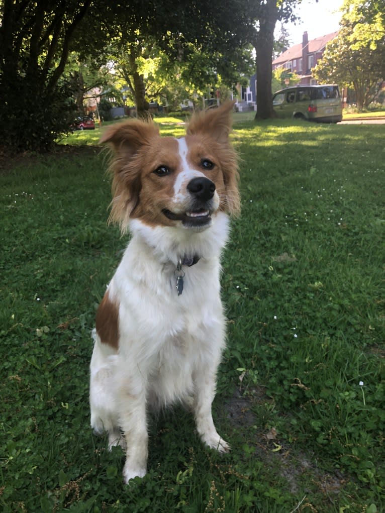 Lucy, a Chow Chow and American Pit Bull Terrier mix tested with EmbarkVet.com