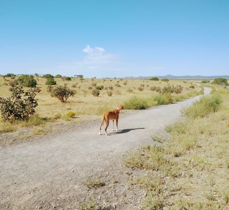 Ophelia, an American Foxhound tested with EmbarkVet.com