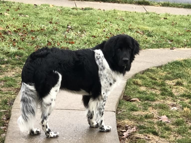 Iris, a Newfoundland tested with EmbarkVet.com