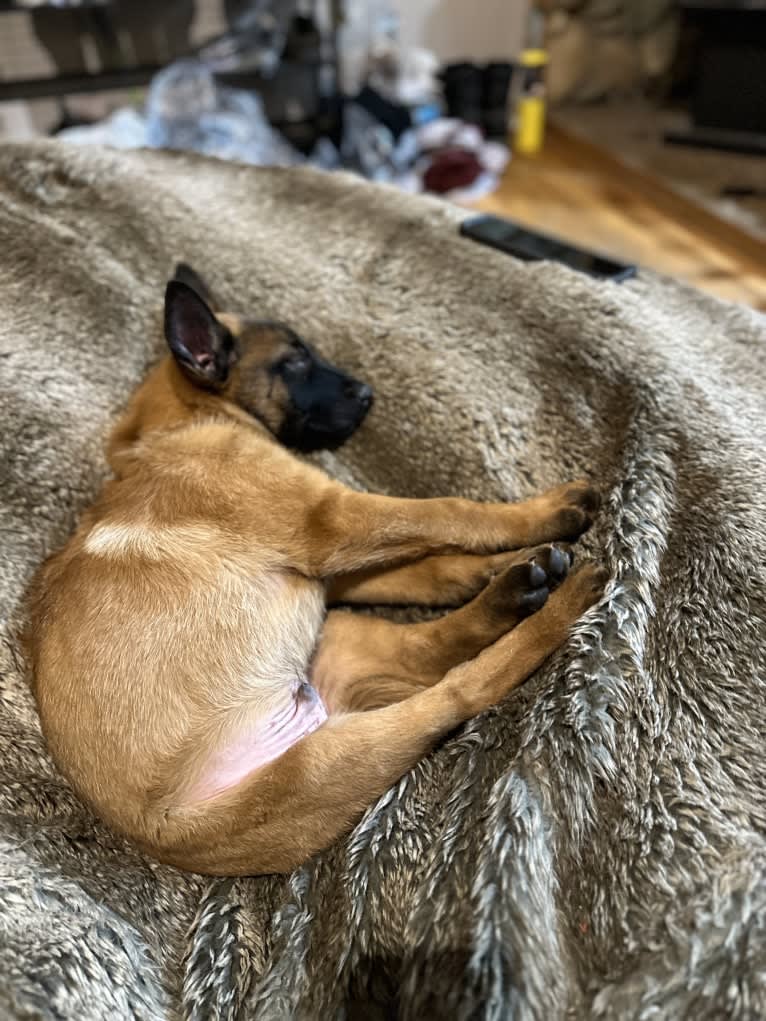 Nubi, a Belgian Malinois and German Shepherd Dog mix tested with EmbarkVet.com