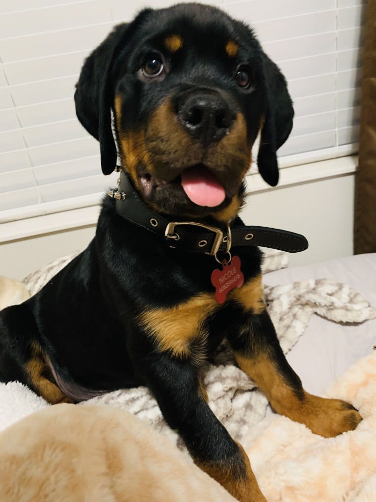 Chompy, a Rottweiler tested with EmbarkVet.com