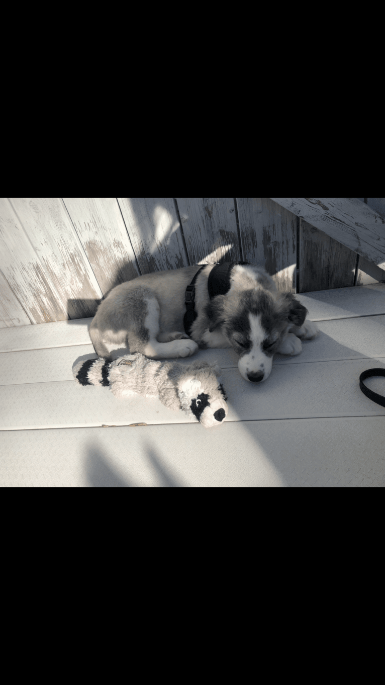 Wolf, a Siberian Husky and German Shepherd Dog mix tested with EmbarkVet.com