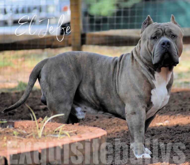 El Jefe, an American Bully tested with EmbarkVet.com