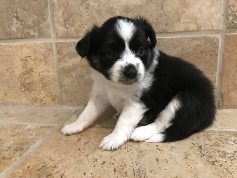 Calypso, a Miniature/MAS-type Australian Shepherd and Papillon mix tested with EmbarkVet.com