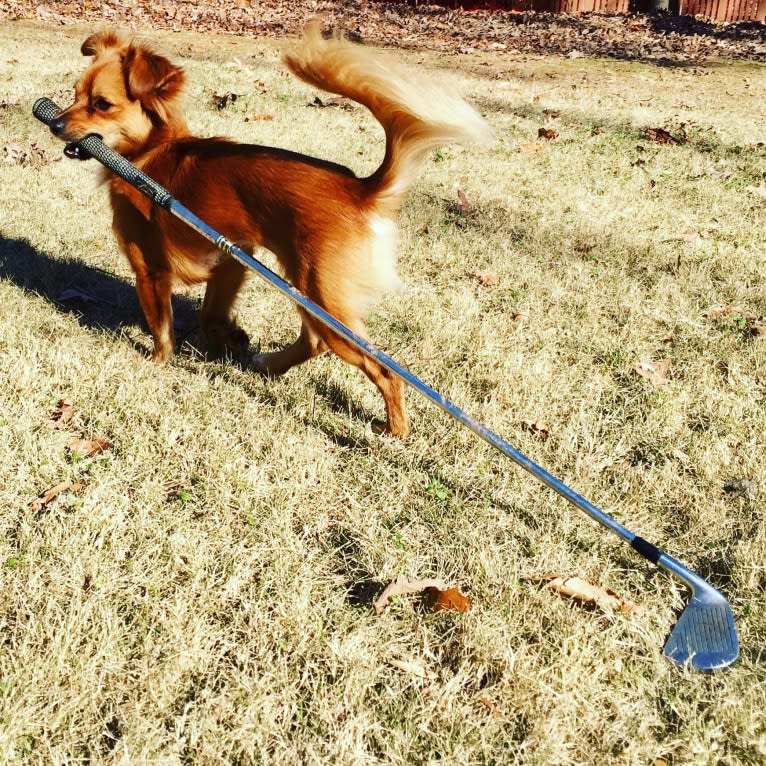 Chewie, a Miniature Pinscher and Chihuahua mix tested with EmbarkVet.com