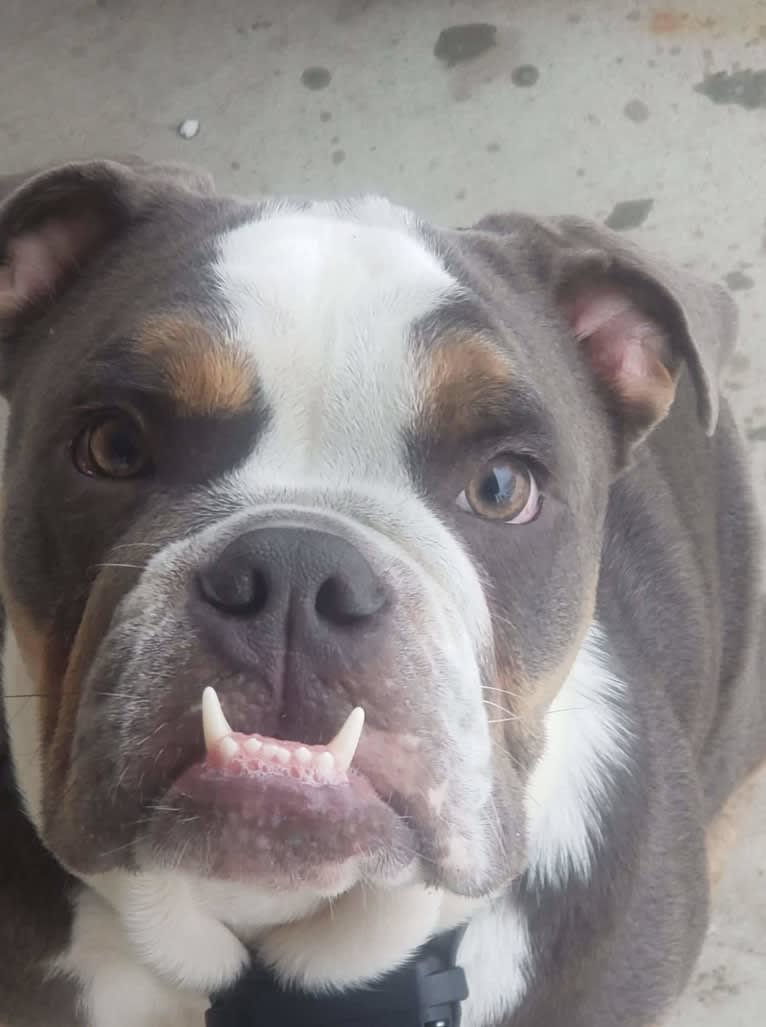 Soldado, a Bulldog tested with EmbarkVet.com