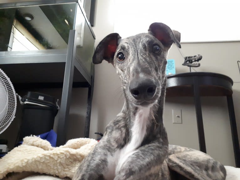 Gina, a Greyhound tested with EmbarkVet.com