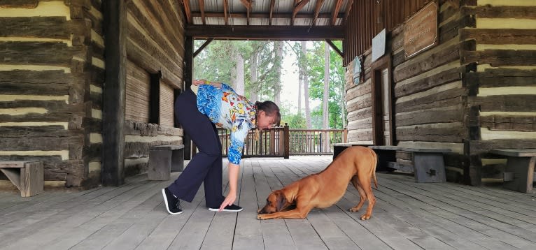 Willow, a Rhodesian Ridgeback tested with EmbarkVet.com