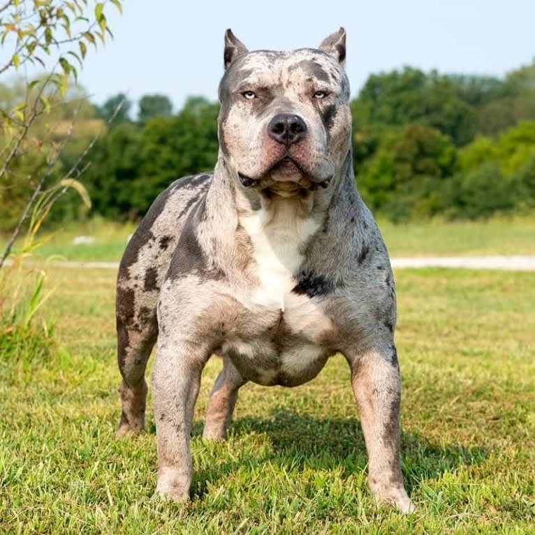 MISFIT’S HAYSTAK, an American Bully tested with EmbarkVet.com