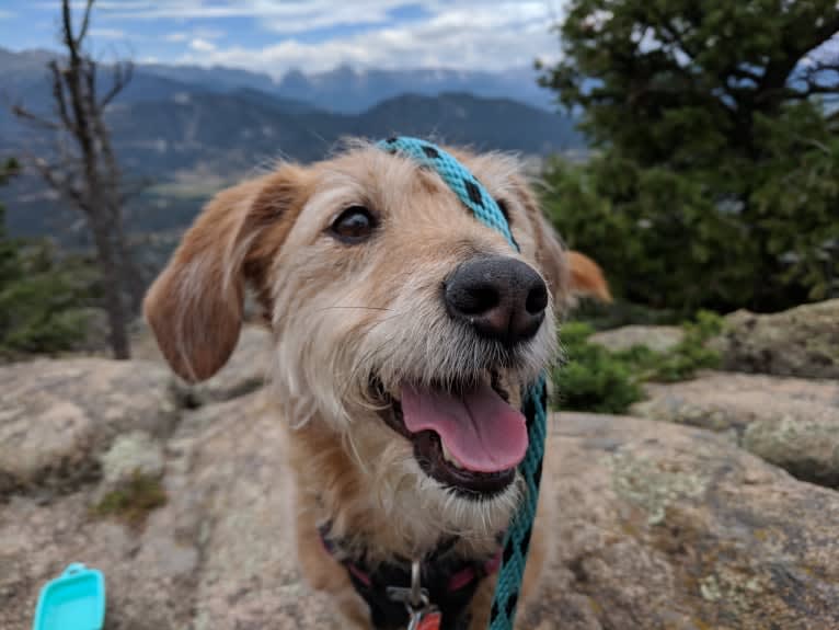 Rosie, a Basset Hound and Poodle (Small) mix tested with EmbarkVet.com