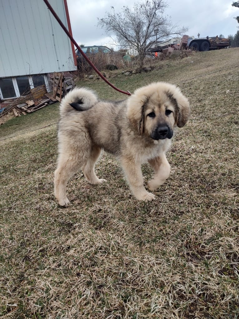 Rekha, a Tibetan Mastiff tested with EmbarkVet.com