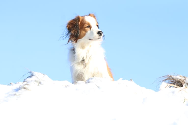 Nen`Sam Mio von BelMi, a Nederlandse Kooikerhondje tested with EmbarkVet.com