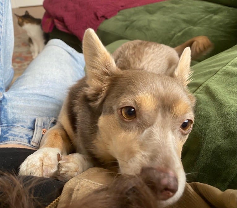 Fenya, a Central Asian Village Dog tested with EmbarkVet.com