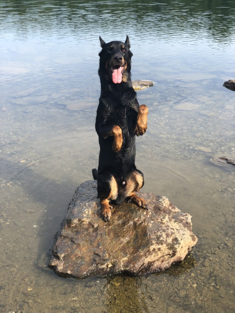 Kenai, a Beauceron tested with EmbarkVet.com