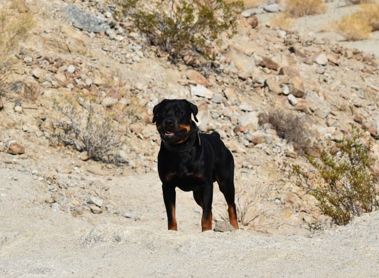 Wüstenhaus Samson, a Rottweiler tested with EmbarkVet.com