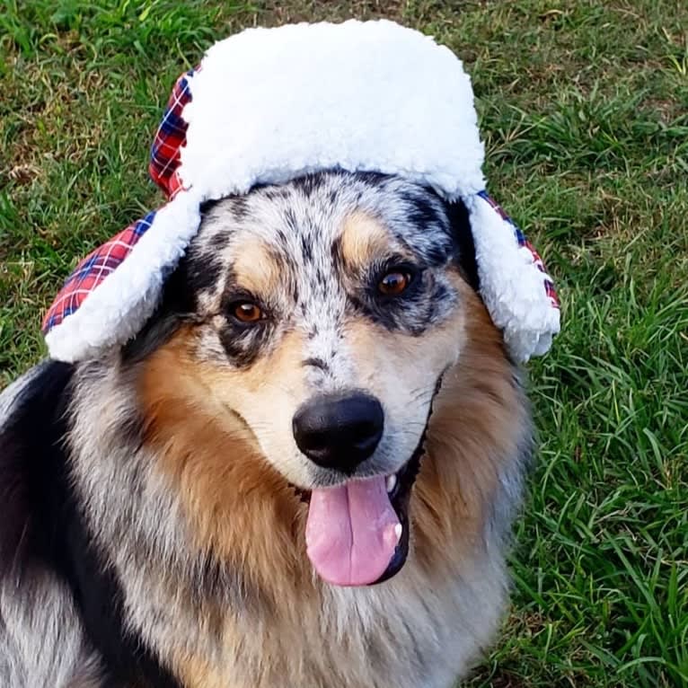 Dodge, an Australian Shepherd tested with EmbarkVet.com